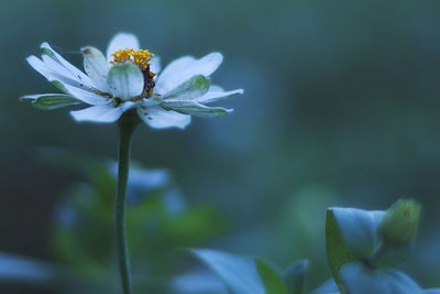 Close-up of flower