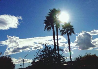 Sun shining through trees