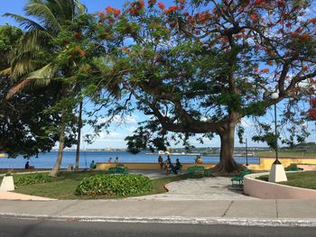 Trees by swimming pool against sky