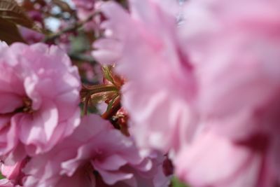 Close-up of bee pollinating on pink flower