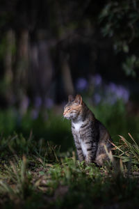 Cat sitting on a field