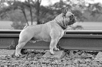 Side view of dog looking away