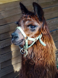 Domesticated lama and low quality harness - beautiful black eye and side head portrait close up