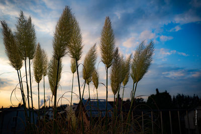 Low angle view of trees on field against sky