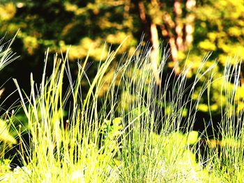 Close-up of plants growing in field