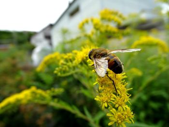 Close-up of bee pollinating on flower