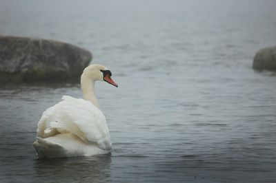 Swan swimming in lake