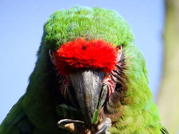 Close-up of parrot