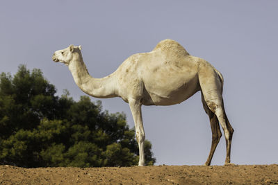 White camel in the park