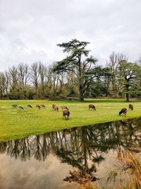 Flock of sheep in a field