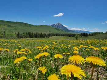 Yellow flowers blooming in field