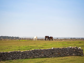 Horses grazing in a field