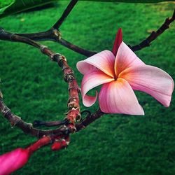 Close-up of pink flowers blooming in park