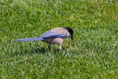 Side view of bird perching on grassy land