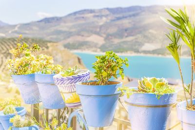 Close-up of potted plants against mountains