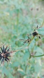 Close-up of insect on plant