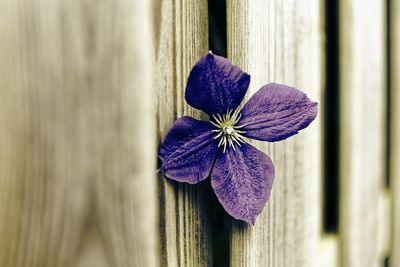 Close-up of purple flowering plant