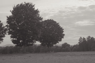 Trees on field