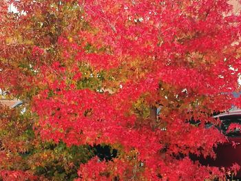 High angle view of red flowering plants during autumn