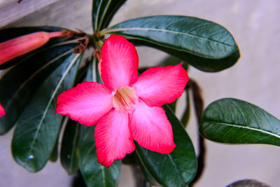 Close-up of pink flowering plant