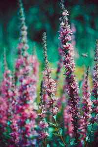 Close-up of pink flowering plant