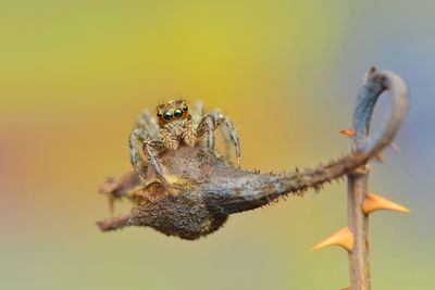 Close-up of insect