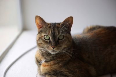 Domestic cat on window ledge