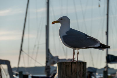 Close-up of seagull perching on shore against sea