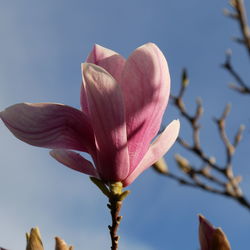 Low angle view of pink flower against sky