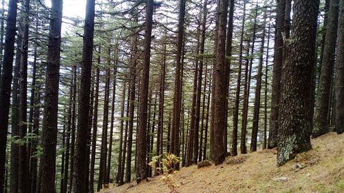 Pine trees in forest