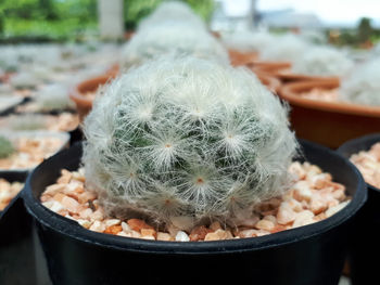 Close-up of succulent plant