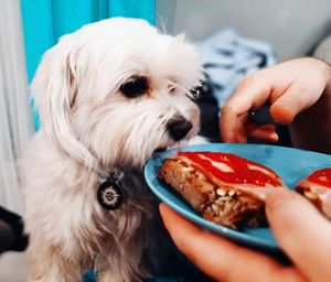 Close-up of hand holding dog at home