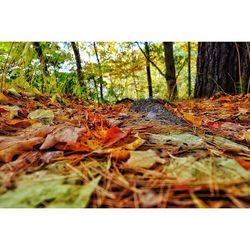 Close-up of leaves in forest