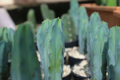 Close-up of succulent plant