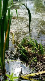 Close-up of plant in lake