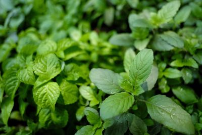 Close-up of green leaves