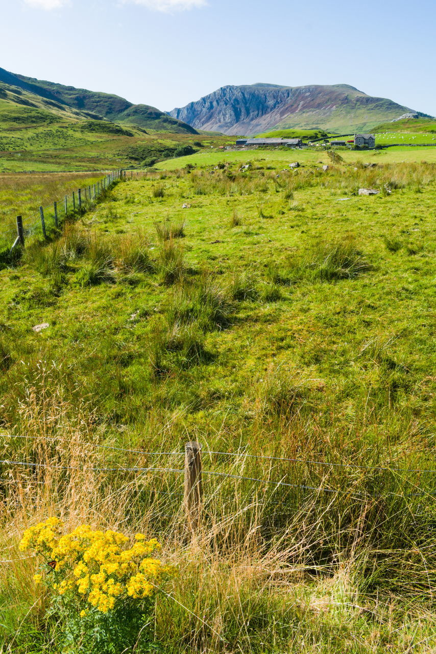 SCENIC VIEW OF GRASSY FIELD