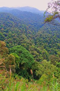 Scenic view of forest