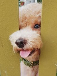 Close-up portrait of dog