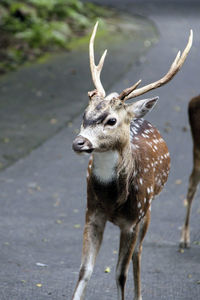 Portrait of deer