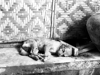 High angle view of cats sleeping