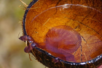 Close-up of jellyfish 