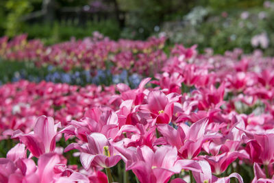 Close-up of pink flowering plants