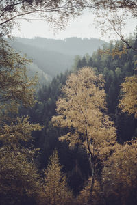 High angle view of trees in forest during autumn