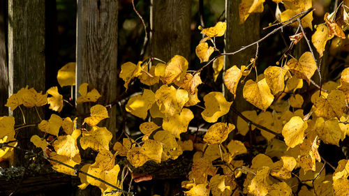 Close-up of yellow flowering plant during autumn