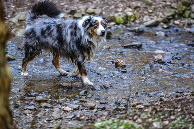 Dog walking in a river