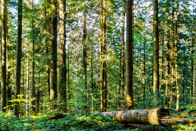 Trees in forest