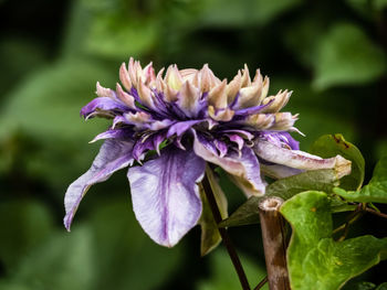 Gardening for flowers 