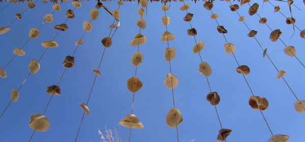 Low angle view of fresh flowers against clear sky