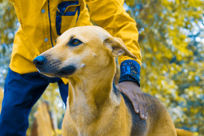 Midsection of man with dog